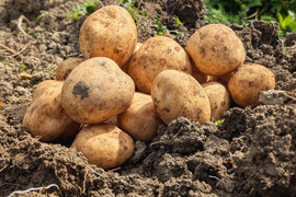 やんばるの山羊フンで育った新じゃがいも3kg【農薬・除草剤・化学肥料不使用】