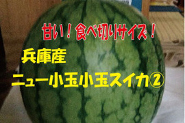 兵庫産　訳あり小玉すいか1玉（ニュー小玉）②