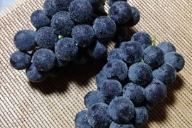 ✨🍇今が旬の露地栽培巨峰✤種有無混🍇✨
　　　巨峰４〜５房/中サイズ約1.7kg位