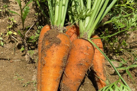 農薬・除草剤・化学肥料不使用  人参【葉っぱ付き】 1kg 石川県産