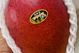 豊作セール！アナナス農園の高糖度厳選！完熟マンゴー1kg(2〜3個)