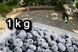 【品種：パトリオット】冷凍ブルーベリー•1kg（道産自然栽培）※まとめ買い対応