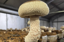 朝採れ　生しいたけ特大