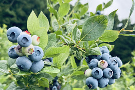 ブルーベリー 大粒の通販｜食べチョク｜産地直送(産直)お