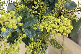 【ふわふわのミモザ10本（つぼみ）】春を感じさせる、ふわふわのミモザ。花瓶に入れてゆっくり楽しんだ後は、ユーカリと一緒にリースにして長くお楽しみいただけます。