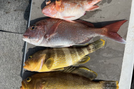 明日朝まで限定！捕れたて！カサゴ・アオナ・タイ 約3kg 長崎県対馬市(内臓・鱗処理済)