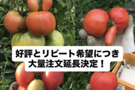 【超お得】お得な訳ありトマト8kg！