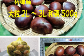 兵庫産  ホクホク 大粒2L～3L  和栗（500ｇ）