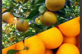 八朔＆甘夏『ご家庭用』5kg（箱込）