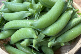 ≪予約商品≫☆有機JAS認証☆スナップえんどう１kg【5月発送予定】