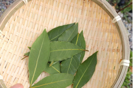 ローリエ 月桂樹 生葉または乾燥葉 60枚以上🌿ハーブ🌿オーガンジーの袋入り♪ ☆農薬、除草剤、化学肥料等不使用