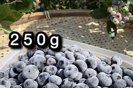 【品種：パトリオット】冷凍ブルーベリー•250g（道産自然栽培）※まとめ買い対応