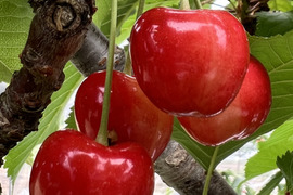 珍しいかも！？さくらんぼ【花駒】 約500g バラ箱
