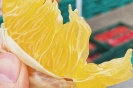 【母の日ギフト】『粒が際立つ木成り八朔』約10～20玉入りサイズ混合