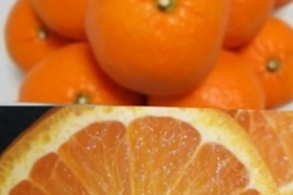 糖度16超❣　あま〜い春みかん♬【レア品】果汁たっぷり!（のうろく）