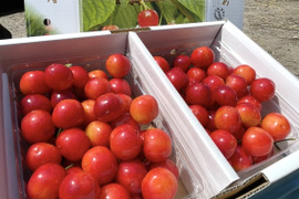 【佐藤錦】★特別価格★さくらんぼ 山形県東根産 1kg バラ詰め