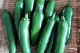 メキシコ原産青唐辛子ハラペーニョ1.5kg（約50本）