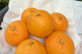 【予約 訳ｱﾘ小玉SS-M】🍊高糖度 果肉プリプリ♪甘みと香り豊かな はるみ ７kg【数量限定／果汁じゅわっ】短い旬に楽しむ特別柑橘！