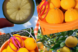 みかん畑セット【食べ比べ】5kg（箱込）