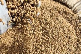 青森県産米【まっしぐら】玄米10kg