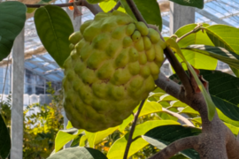 訳あり！？甘くて体に嬉しい！熊本県産アテモヤ（約１ｋｇ）