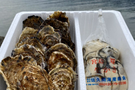 （加熱用）宮島が育んだ生牡蠣セット（むき身0.5kg+殻付き15個入り）