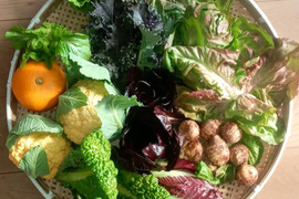 ほろ苦系のイタリア野菜とカリフラワー他の冬野菜セット