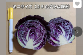 ミニ紫キャベツ🟣７キロ