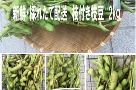 【最短出荷】丹波篠山特産　丹波黒枝付枝豆　2kg