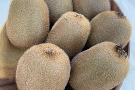 【農薬不使用】キウイフルーツ　良品18個入り