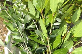 【単品🏣ゆうパック】オリーブとローリエの枝葉🌿約25cmの枝葉🌿各約10本以上、計20本 🏣ゆうパック60サイズにてお届け♪ハーブ🌿☆自然栽培