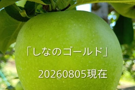 【先行予約】「シナノゴールド約5kg入り」スタッフお薦め　ゴールデンデリシャスと千秋の交配種/2品種の良い所どり・瑞々しく　｢パリッとシャリ感最高」です。10月初旬から収穫予定