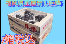 【ご家庭用】種無し巨峰　発送日未定