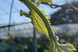 不揃い 完熟シャインマスカット 3~4房1.5kg