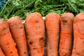 中身重視の方限定【お野菜セット🥕✨✨】（５〜7品目）😊🍚ばぁばのモノスゴイ野菜🍅🍆🌽✨✨✨