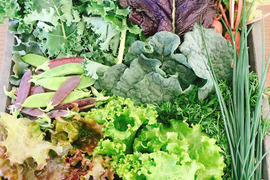 野菜と一期一会　お任せ野菜セット　80サイズ