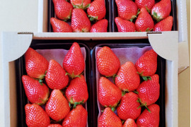 【おまかせ食べ比べ】【12/23までに発送】平詰めDXパック やよいひめ•よつぼし•おいCベリーから、採れたての新鮮ないちごを2から3品種、サイズおまかせでお届け！甘さ、味の違いを楽しんで！