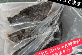 【冷凍】黒鯛　１kg入り　☆スペシャル特典付き☆