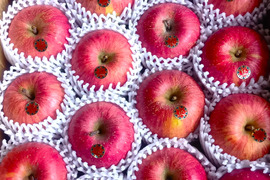 台湾でも高評価！【岩手・紫波長岡果樹園】🍎いわて産特別栽培「サンふじ」5kg（家庭用16玉）