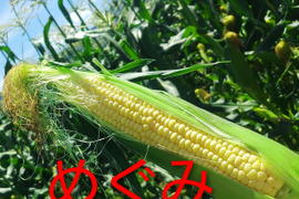 スイートコーン【めぐみゴールド】(６本)🌽朝採り即日出荷🌽甘熟後順次発送！！甘くてジューシーな食感が人気！（約2.4㎏）