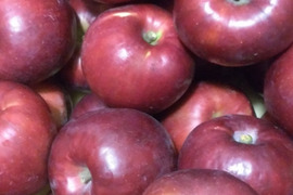 【希少品種】『紅玉』ご家庭用約３ｋｇ　絶妙な酸味と赤い色がお菓子作りに最適なりんご！