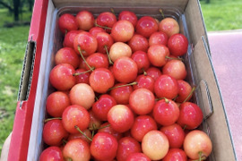 🍒週末限定セール🍒【朝どれ】《佐藤錦》さくらんぼ 山形県東根産 500g M.L.2L混合 ご家庭用　【父の日】【お試し】