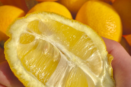 The citrus【LEMON】熱海レモン 約8kg