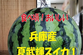 兵庫産夏武輝 中玉スイカ1玉　ご家庭用①