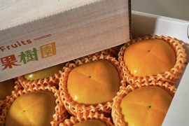サクッ！甘っ！刀根早生柿（たねなし）🟠✨　A級スペシャルパッケージ版（ホワイト箱）2L以上9〜12個入り《送料無料》10月上旬頃より順次発送