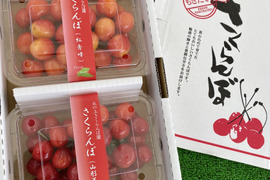 さくらんぼ食べ比べ🍒7品種から旬の2品種をお届け！佐藤錦や紅秀峰など品種はおまかせ🍒