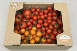 パリッと！新鮮！ミニトマト+ミディトマト詰め合わせセット 1.2kg【A-C品】