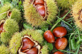 【クール便】信州秋の味覚　栗2kg