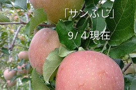 予約販売中「安曇野産サンふじ」約10kg入り　安曇野がりんごに託した思いを御賞味下さい。甘味と酸味のバランスのとれたりんごです。