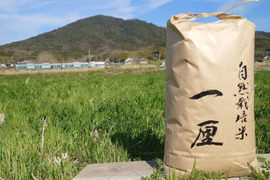 自然栽培米　一厘（いちりん）　Ｓ　玄米１０ｋｇ１袋
